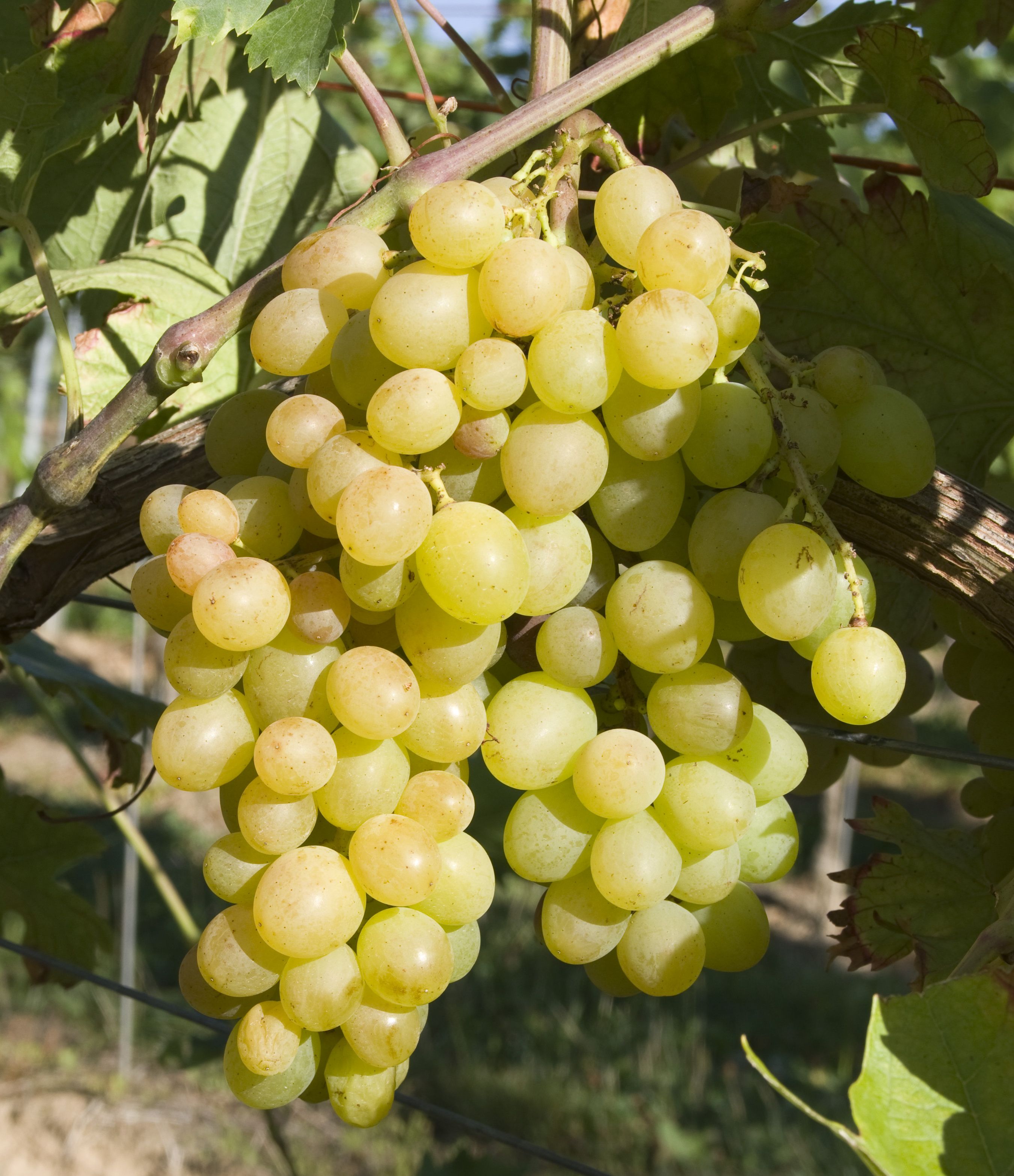 Сорт винограда Мускат