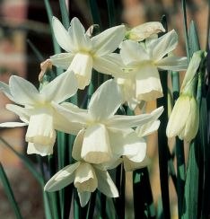 Narcissus triandrus `Ice Wings`