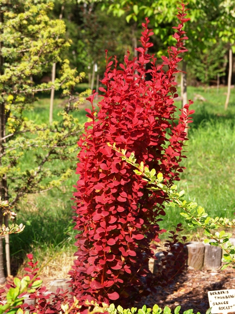 Berberis Orange Rocket