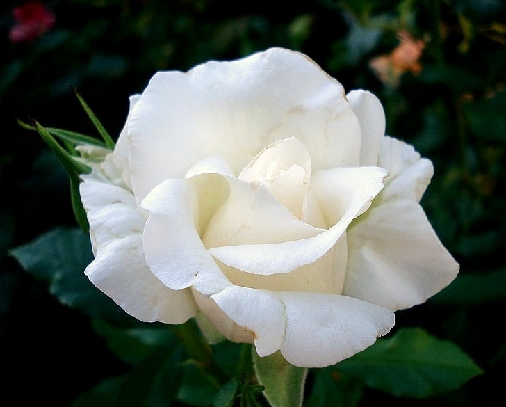 Роза аннапурна фото и описание