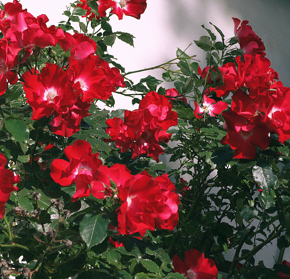 Плетистая роза красного цвета сорта фото