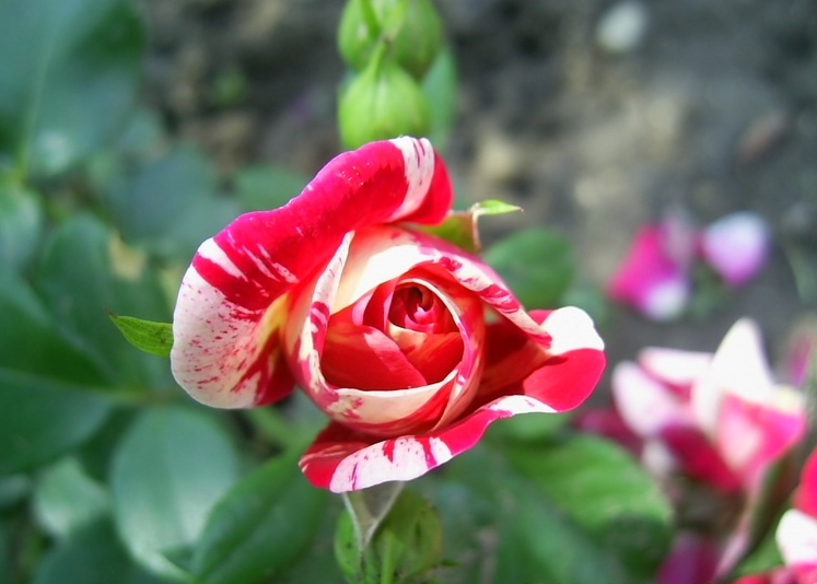 Твист роза фото и описание