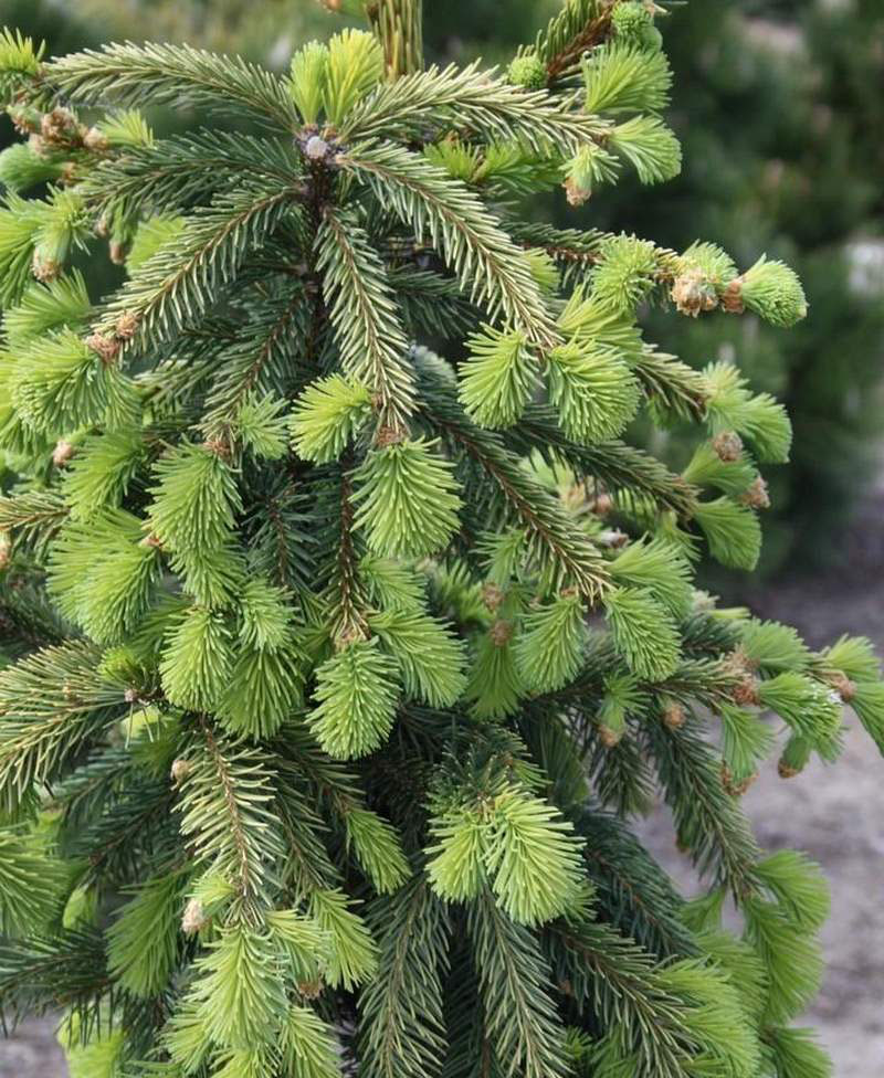 Picea abies. Ель обыкновенная Ehrengold. Ель Picea Abies. Picea Abies Lombarstii. Picea Abies Albospica.