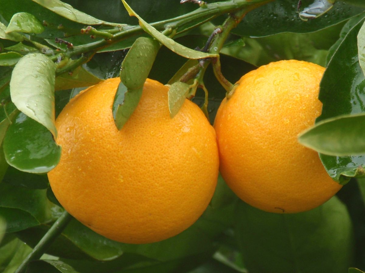 Сорта апельсинов. Апельсин Citrus sinensis Arancio. Апельсин сорт Валенсия. Сорт Гамлин апельсины. Апельсин сорт оранж.