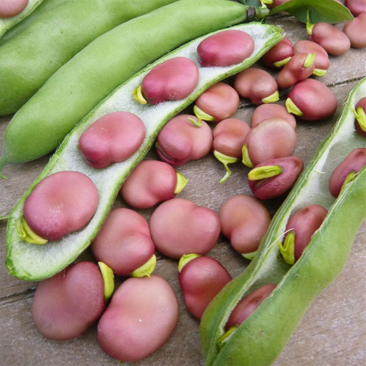 Broad bean Поиск картинок