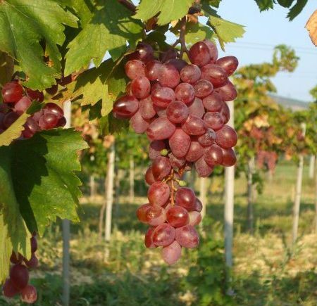 Vitis Vinifera Jupiter