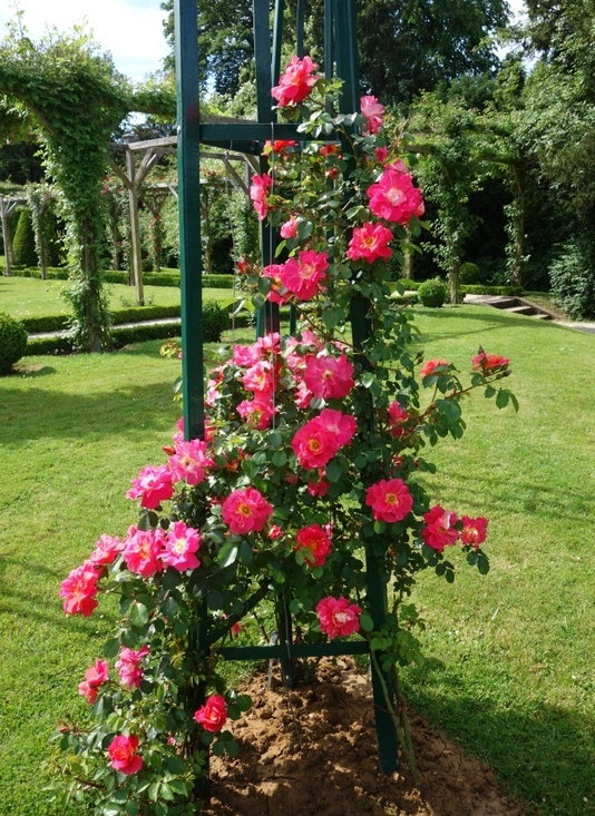 Роза баяццо фото и описание
